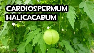 El Cultivo de Cardiospermum Halicacabum  Huerto Organico [upl. by Yenttihw593]