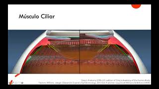 Anatomia del cuerpo ciliar y fisiologia del humor acuoso [upl. by Enaamuj]