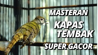 MASTERAN KAPAS TEMBAK SUPER GACOR RAPAT  PANCINGAN KAPAS TEMBAK [upl. by Ennayoj]