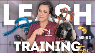 How to Leash Train a Dog  No Pulling [upl. by Eneryc]