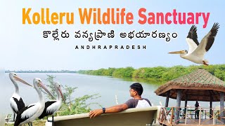 Kolleru Wildlife Sanctuary  4K  Kolleru Lake  AP Tourist Places [upl. by Pancho]