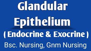 Glandular Epithelium  Endocrine Gland  Exocrine Gland [upl. by Ciredor780]