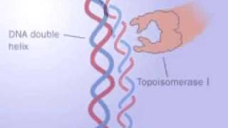 Topoisomerase 1 and 2 [upl. by Proctor]