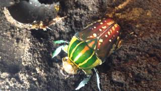 A perfect beetle for beginners  Mecynorrhina polyphemus [upl. by Avonasac]