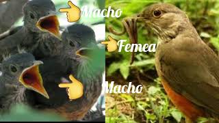 sabia laranjeira macho ou femea filhotes no ninho como identificar [upl. by Sheryl]