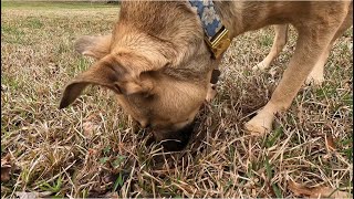 my dog gets muddy during her sniff inspection testing pet grooming wipes [upl. by Helbona]