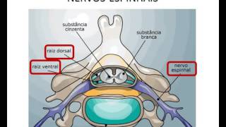 Medicina Veterinária Sistema Nervoso dos Animais Parte 1 [upl. by Niabi]