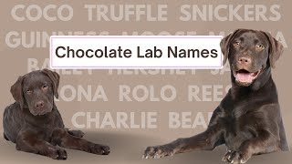 Name Ideas for Your Chocolate Labrador Puppy [upl. by Edme]