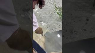 STINGRAYS thefloridaaquarium stingray stingrays [upl. by Juxon409]