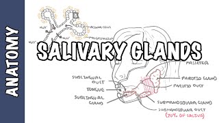 Salivary glands  Anatomy and Physiology [upl. by Reames959]