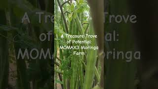 Discover the promise of plentiful high oleic oil within MOMAX3 Moringas incredible seed pods [upl. by Arayc]