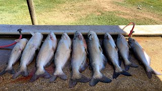 Calaveras Lake Drift Fishing for Blues [upl. by Grote]