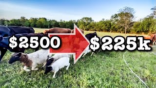 INVESTING 2500 for 225K RETURN  Farm Business Dorper Sheep Farming Cows MICRO RANCHING FOR PROFIT [upl. by Fridell]