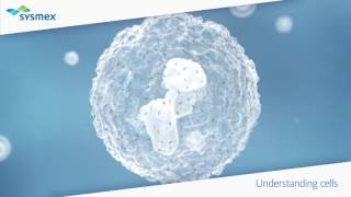 Understanding the apoptotic process [upl. by Anilad]