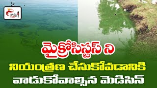 Microcystis Control in Shrimp Pond  Aquaculture Practices  Vannamei Farming in Telugu  Royye Raju [upl. by Amocat]