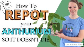 How to Repot Anthurium StepbyStep Guide amp Care Tips [upl. by Eanram]