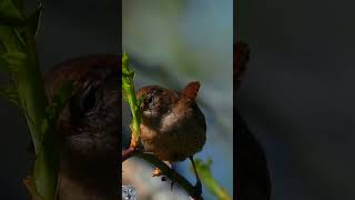 Eurasian wren song Gjerdesmett sang Zaunkönig gesang Winterkoning geluid Strzyżyk zwyczajnyshorts [upl. by Ainesej160]