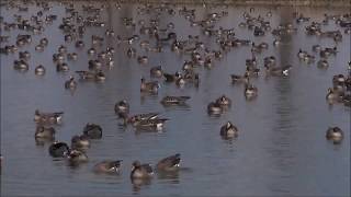 One minute  Greater whitefronted geese in Miyajimanuma [upl. by Enaasiali88]