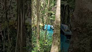 Spraying Invasive Plants in Alabama Forest with LiquidRage Skid Steer Sprayer [upl. by Callum]