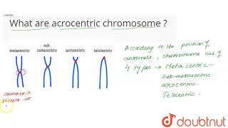 What are acrocentric chromosome [upl. by Hunger]