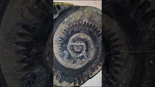 FAKTA UNIK DIBALIK GIGI SPIRAL HIU PURBA HELICOPRION shorts [upl. by Aleuname]