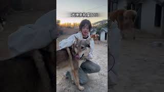 Inspiring Pan Hong with love Pan Hong the teachers dog loves playing with dogs [upl. by Palla]