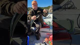 Fishing makrell in norway fishing sailboat sailing boating fish [upl. by Nibur743]