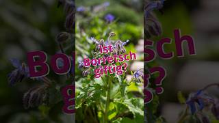 Ist Borretsch giftig 🤢 wildkräuter garten heilpflanzen sommer borretsch kräuterkeller [upl. by Husch]