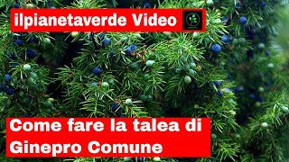 Come riprodurre con la talea il Ginepro Comune  Juniperus Communis [upl. by Ylus995]