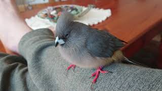 Tame WhiteBacked Mousebird Colius colius [upl. by Idhem]