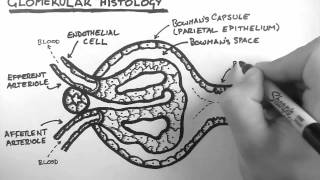 Renal Anatomy 3  Glomerular Histology [upl. by Jori542]