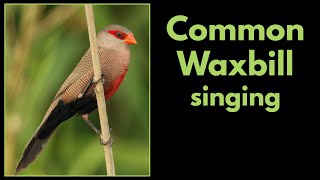 COMMON WAXBILL singing [upl. by Keith]