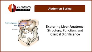 Exploring Liver Anatomy Structure Function and Clinical Significance [upl. by Hirschfeld]