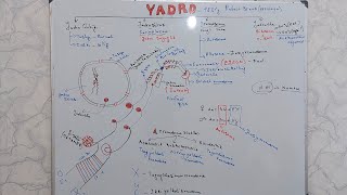 🎯✅️Hujayra Yadrosi Tuzilishi Nucleus structure yadrobiologiyaLazizbekAkhmedov [upl. by Zerla]