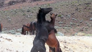 Wild Mustangs of Nevada [upl. by Llenreb]