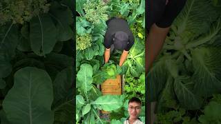 Harvesting Massive Cabbages in the Home Garden sonlv [upl. by Ahrendt]