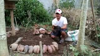 How to Make Elevated Vegetable Plots Using coconut husks [upl. by Ayvid335]