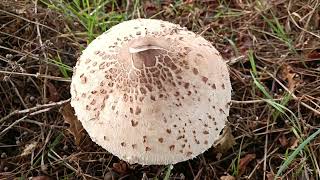 Macrolepiota Procera 🍴🍴🍴Circuit des Louvries [upl. by Hopper536]