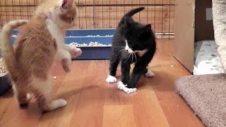 Cute Play Fighting Foster Kittens [upl. by Amador]