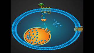 Hemostasis Lesson 5  Antiplatelet Meds Part 2 of 2 [upl. by Isawk]