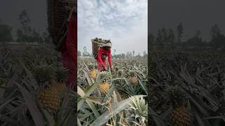 Harvesting the Most Delicious Pineapples in the World  shorts pineapple [upl. by Jarrett33]