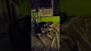 Aircon is lyf adorable doglover dogs funnyvideo trending trendingshorts [upl. by Slohcin129]