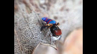 Jewelled Peacock Spider  Maratus gemmifer [upl. by Ecinuahs84]