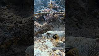 WhiteSpotted Puffer 🐡 calm fish fishing scubadiving beautiful ocean underwater diving [upl. by Assenav]