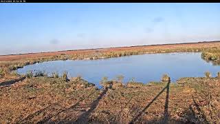 Attwater Prairie Chicken NWR Live Stream [upl. by Kieran]