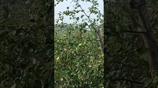 Boroi  Mredha Agro jujubi farming agrolife agroculture nature fruit [upl. by Semyaj]