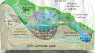 What is a Wetland [upl. by Neeroc]