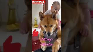 dog baby sitter amazingpets amazing dog satisfying [upl. by Mcgannon]