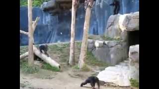 Chimpanzee BrawlCrazy Chimps Fighting in LA Zoo [upl. by Aehtna]