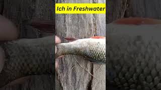 ich in freshwater major problem in freshwater Culture [upl. by Alastair]